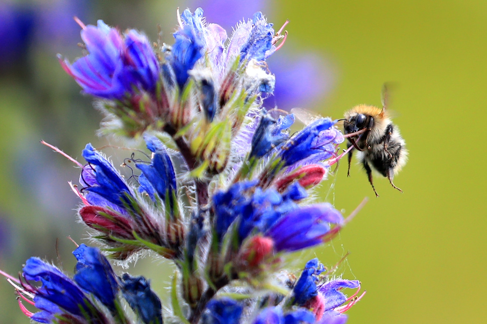 Citizen Scientists Urged To Spot A Bee And Map Their Habitats Hexham Courant